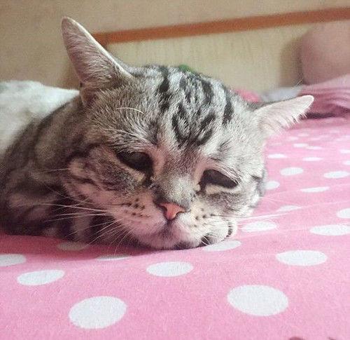 在广州想买猫但又怕买到病猫猫鼻支