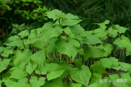 蕎麥屬