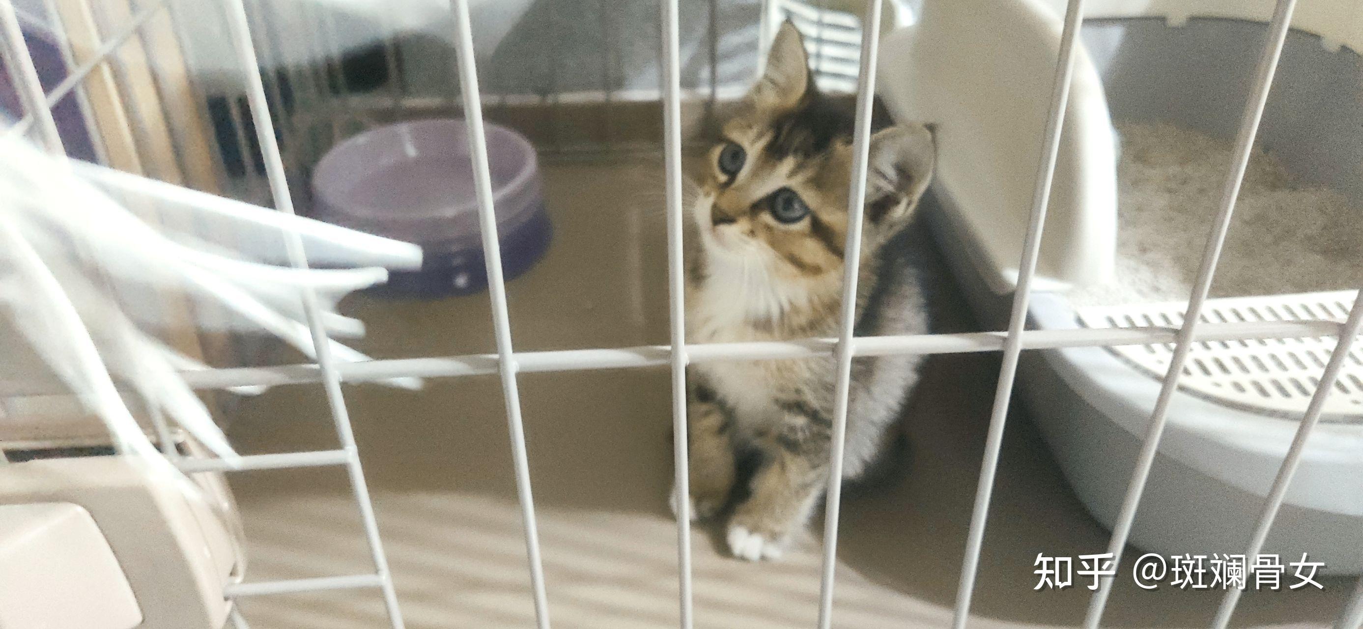 养雀猫(麻猫)是一种怎样的体验? - 知乎