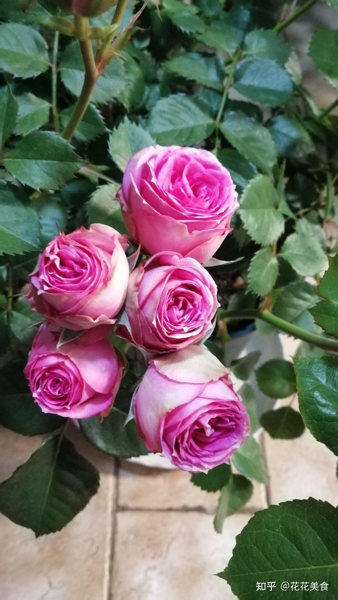 阳台月季推荐丹麦永远系列