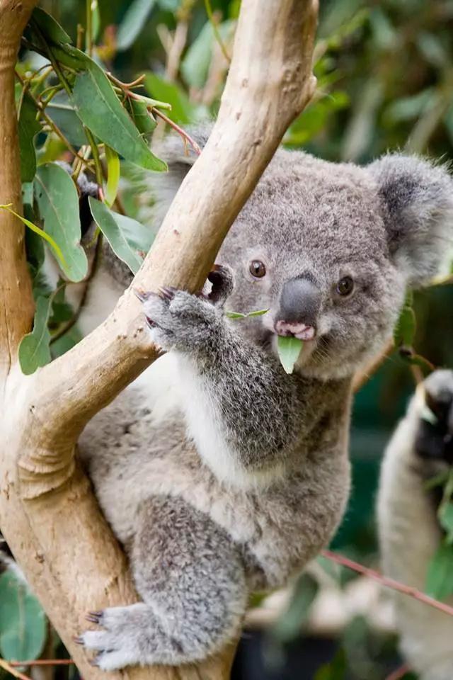 sanctuary這裡有世界上首個也是最大的考拉動物園.