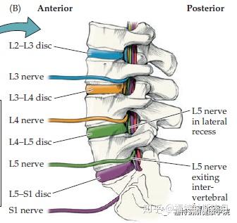 Wiki百科 腰椎解剖 神经 2 知乎