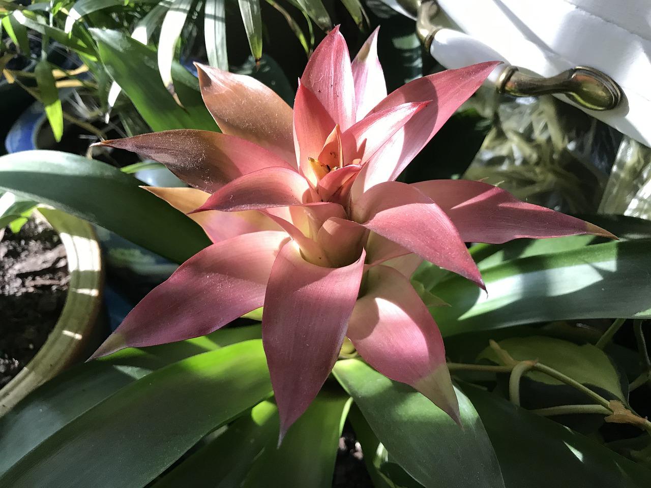 朴树植物有多少品种