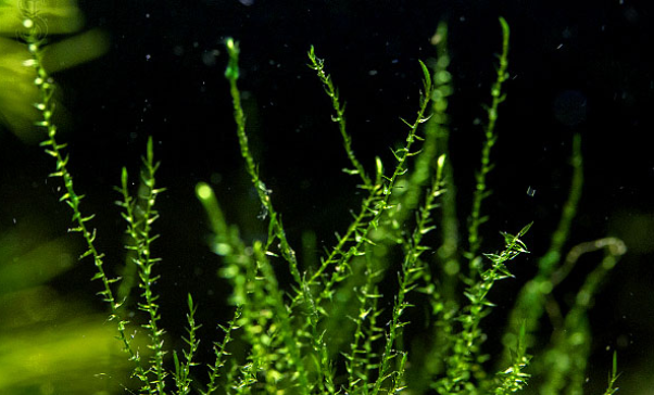 常见水草科普九苔藓吃得饱长得好的长得差不多的莫斯