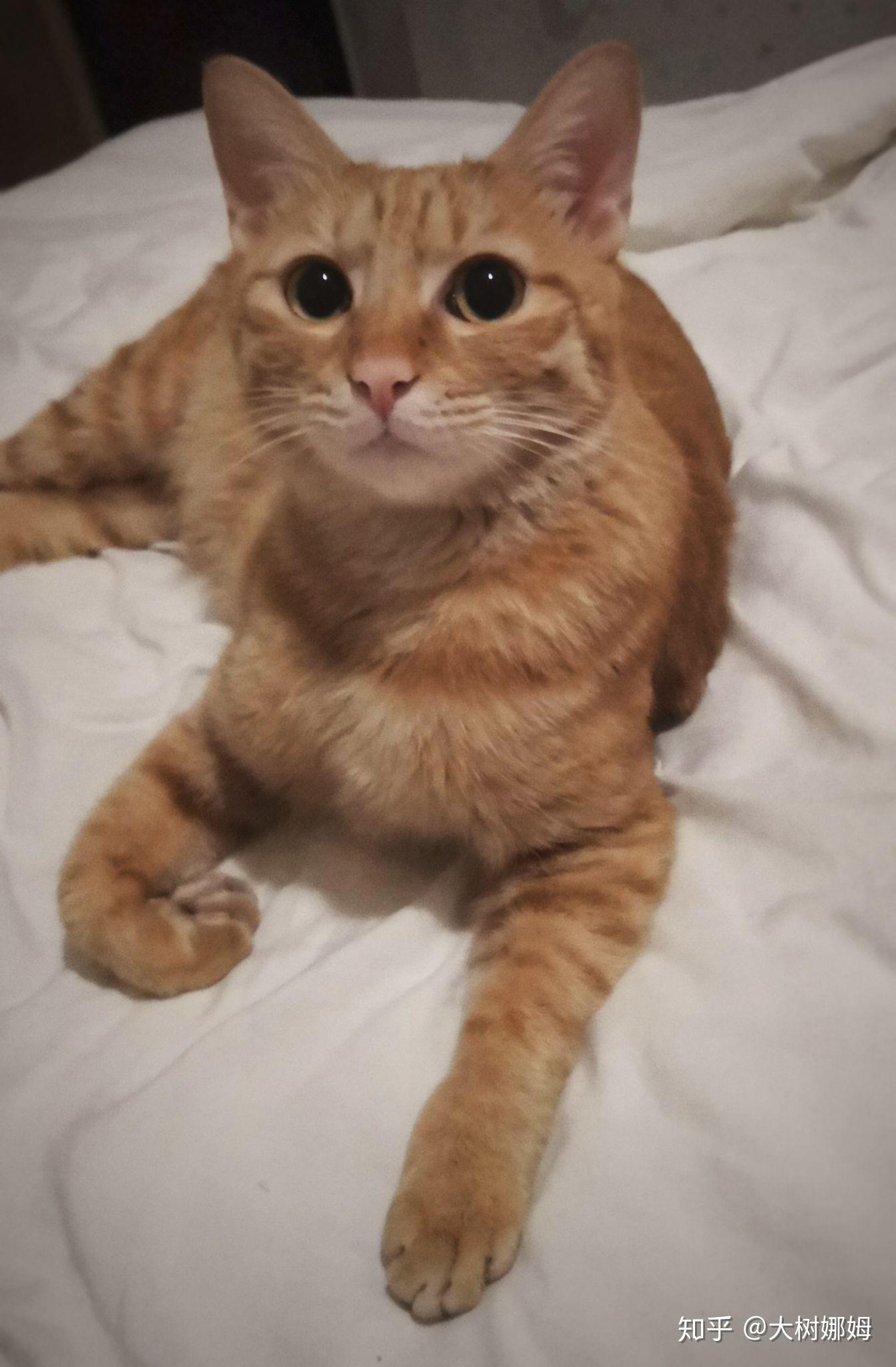 前段时间捡了一只小奶猫是纯正的橘猫最近有些掉色越来越白有人知道是