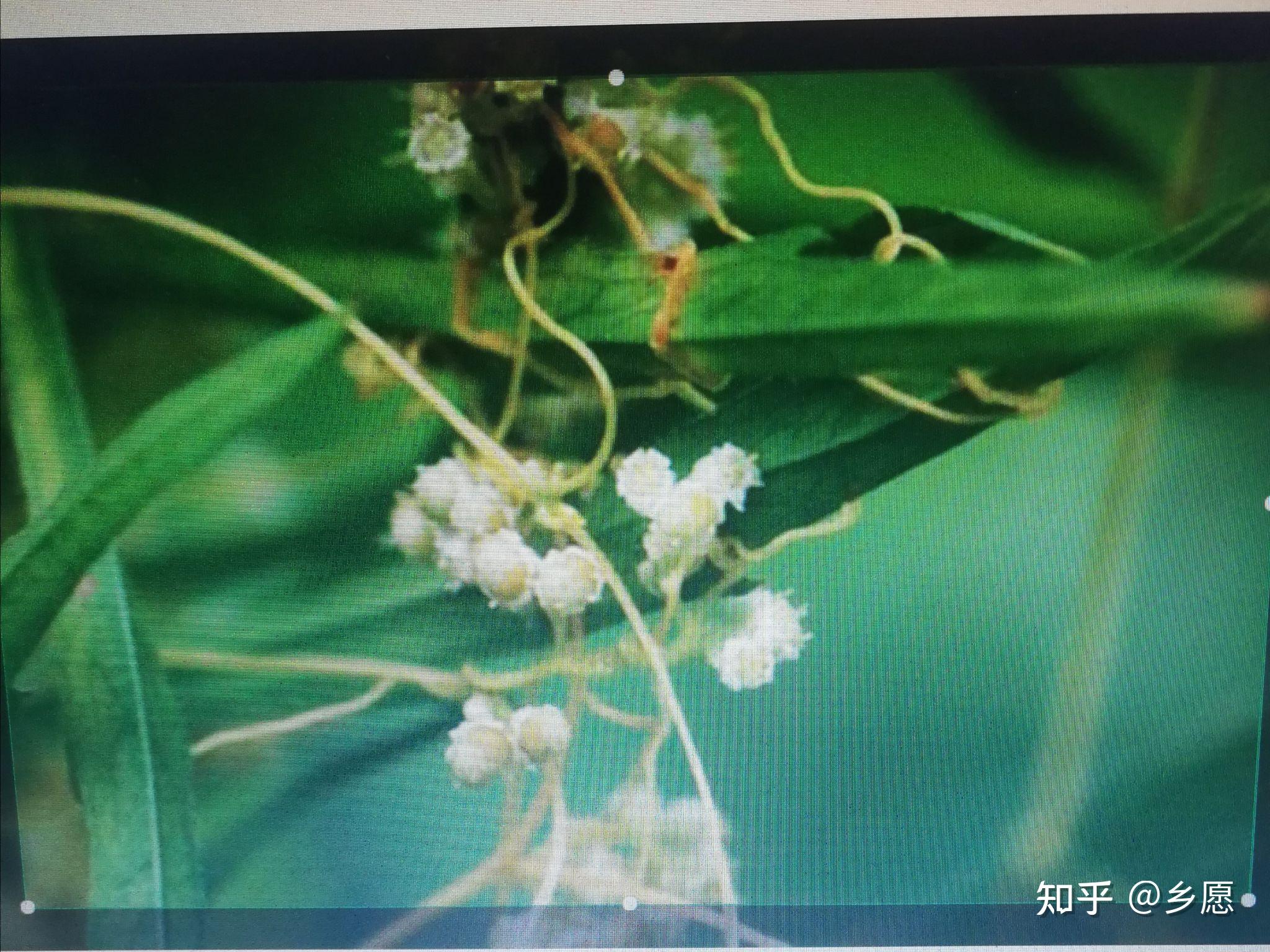《诗鄘风桑中》本事辨 - 知乎