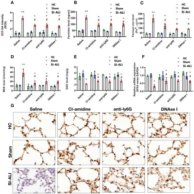 9分高分文献模版netsm6a铁死亡直接借鉴模仿