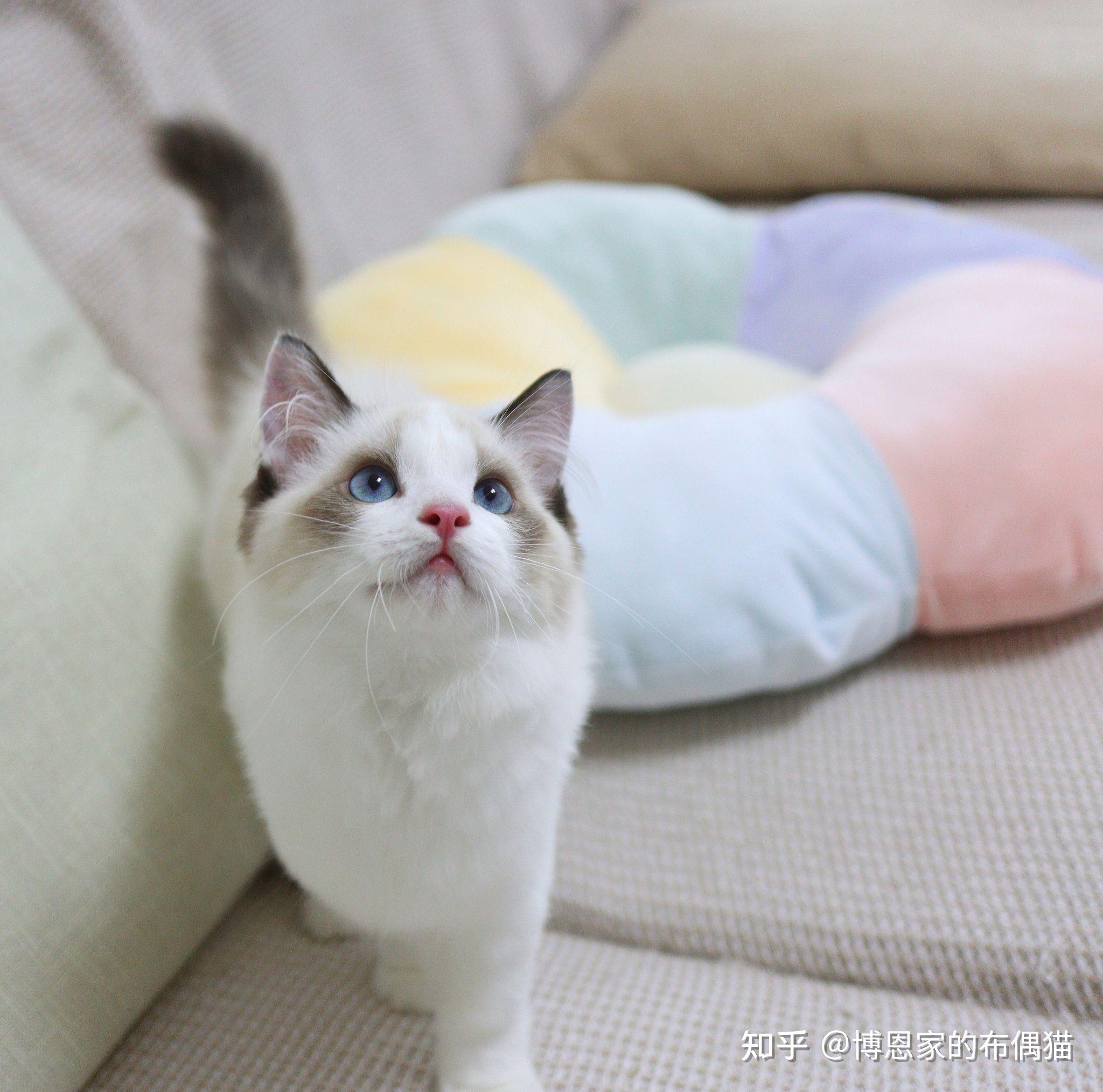 想入手一只布偶猫,这只价格合适吗?