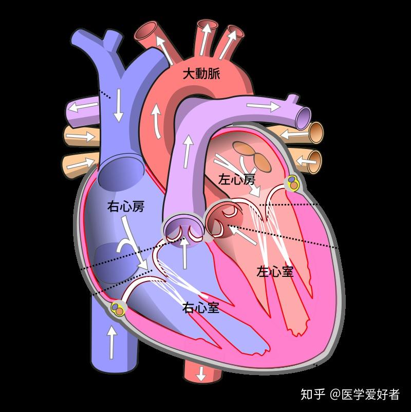 从人类进化的角度看是什么造成了心脏二尖瓣与三尖瓣的差异