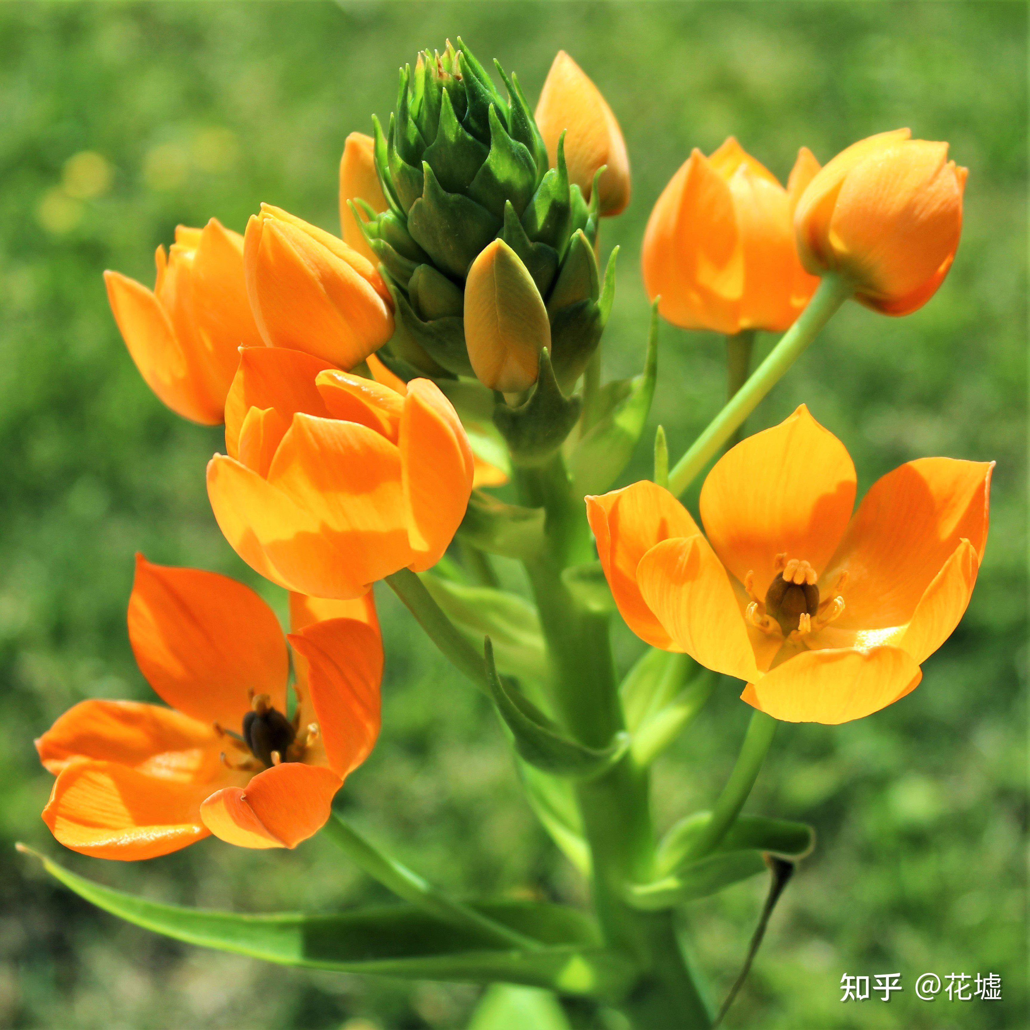 友友们超好看的圣心百合来了