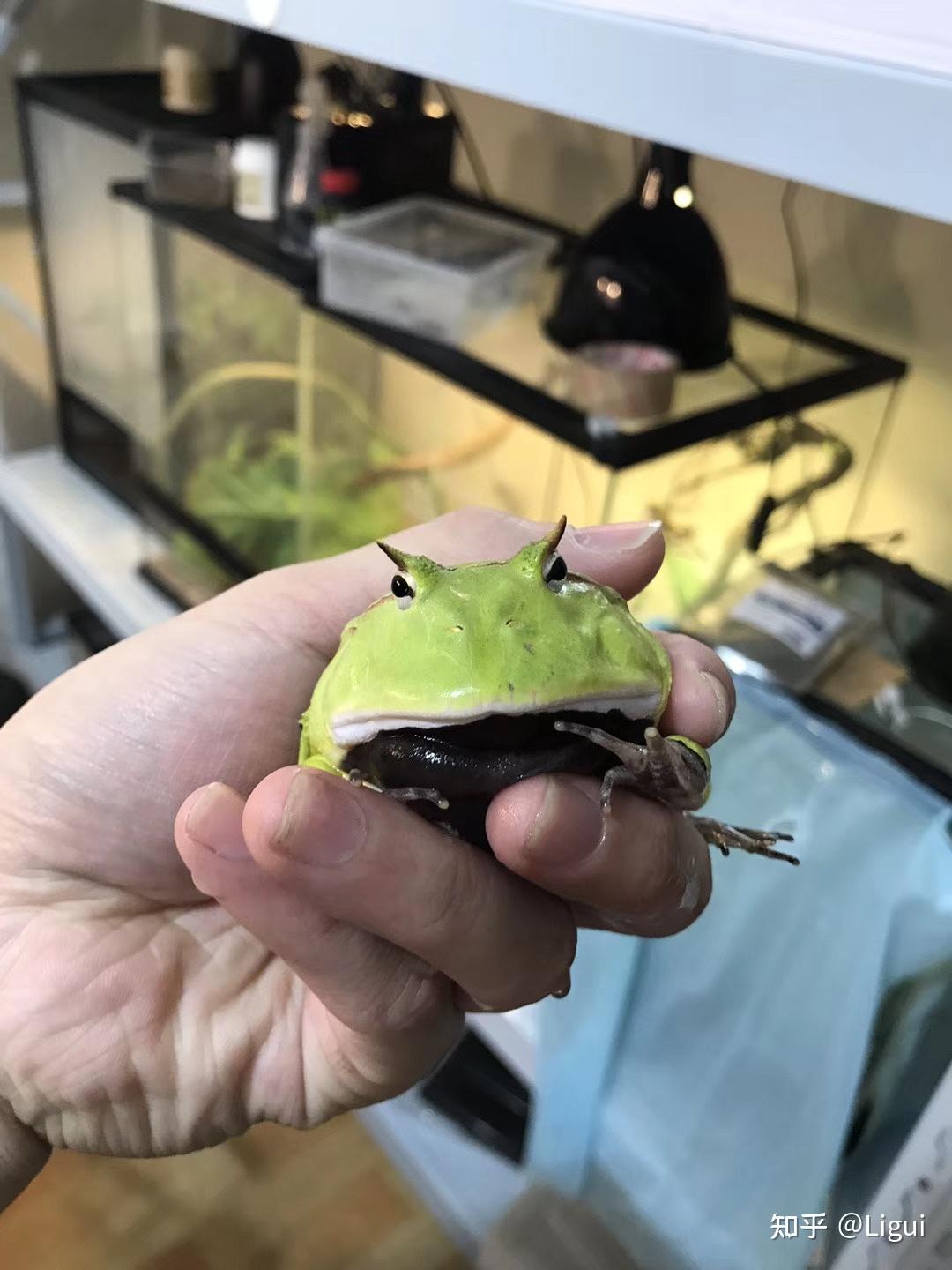 霸王角蛙生长过程