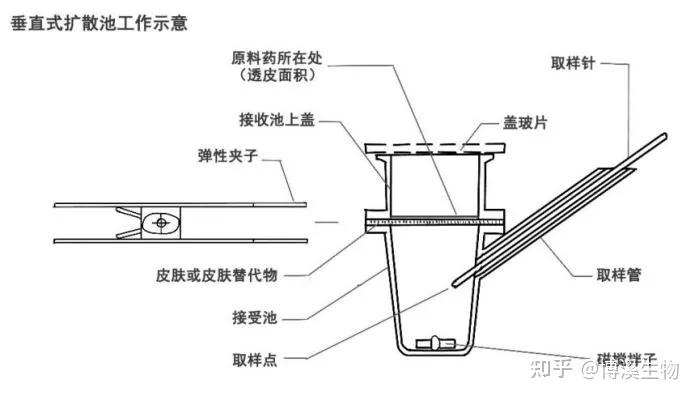透皮吸收的检测方法包括体外法和在体法,体外法有franz扩散池法,3d