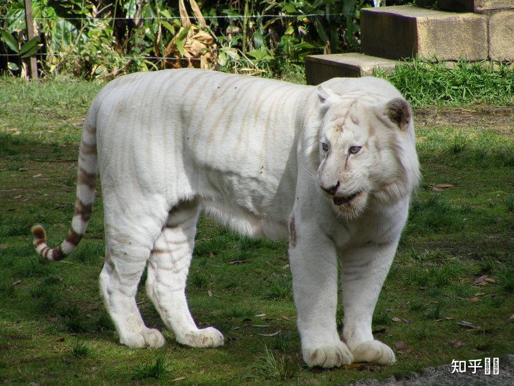 有雪虎这种动物吗? - 知乎