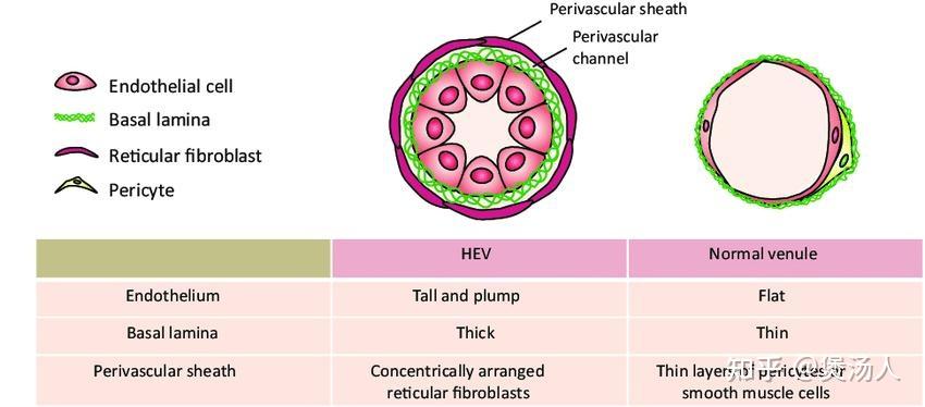 组织胚胎学总结：淋巴结 - 知乎