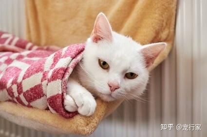 入秋了 冬日渐近 别让猫咪在冷冷的空屋子中乱了芳华 知乎