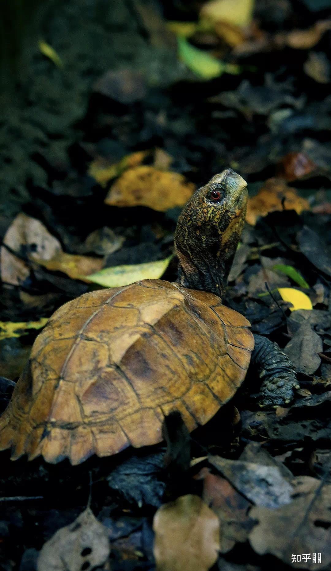有哪些好看的乌龟照片? - 知乎