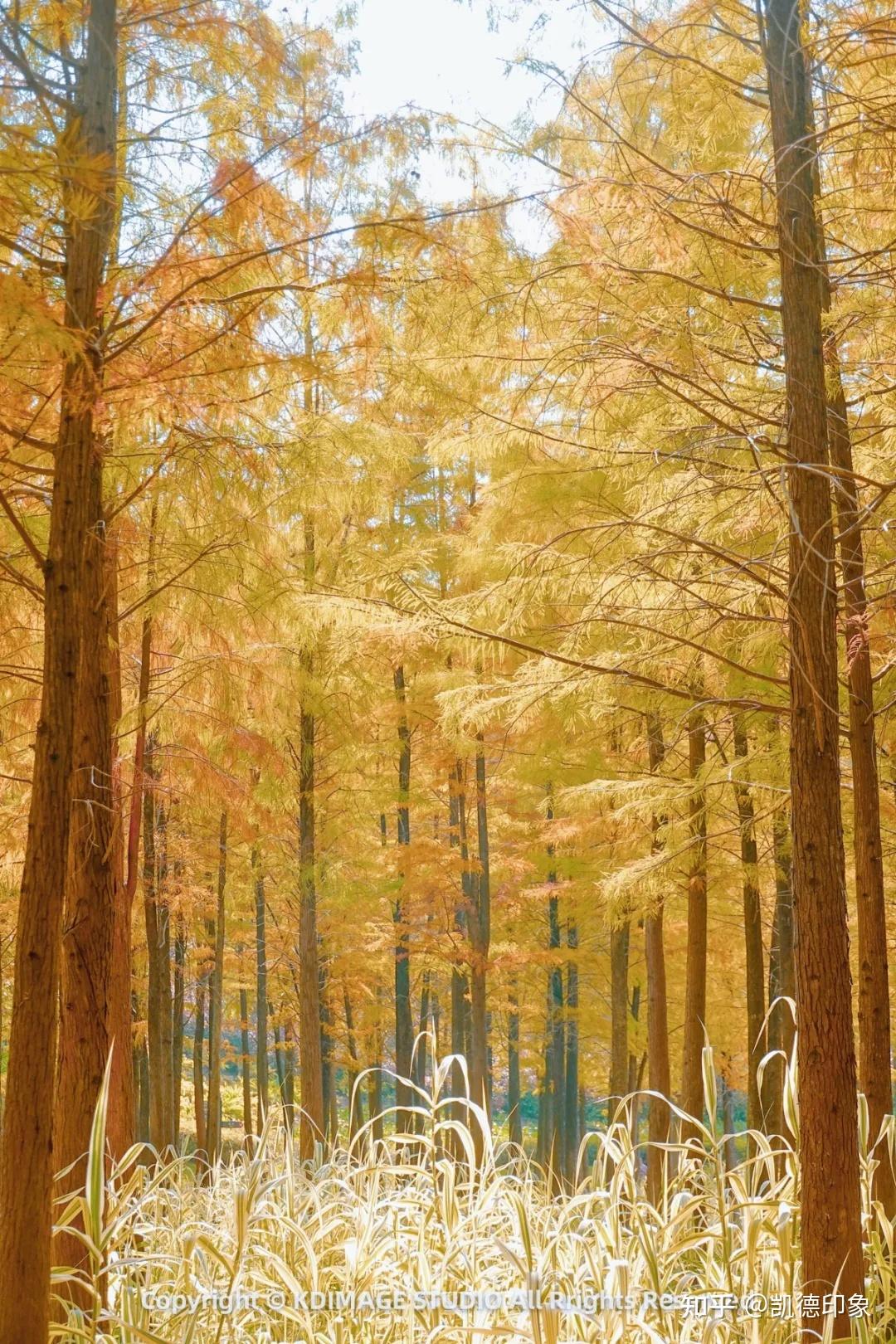 如何区分水杉、池杉、东方杉、落羽杉、中山杉？ - 知乎