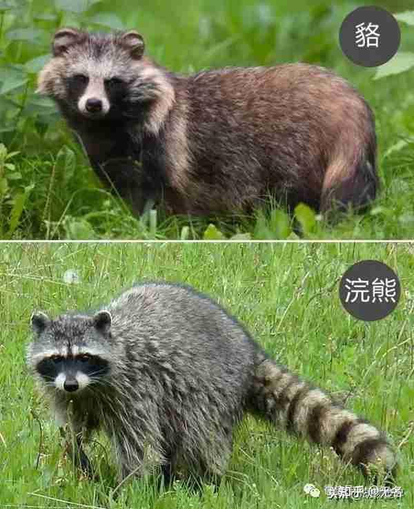 狐和狸中的狸到底是什么动物二者有什么区别