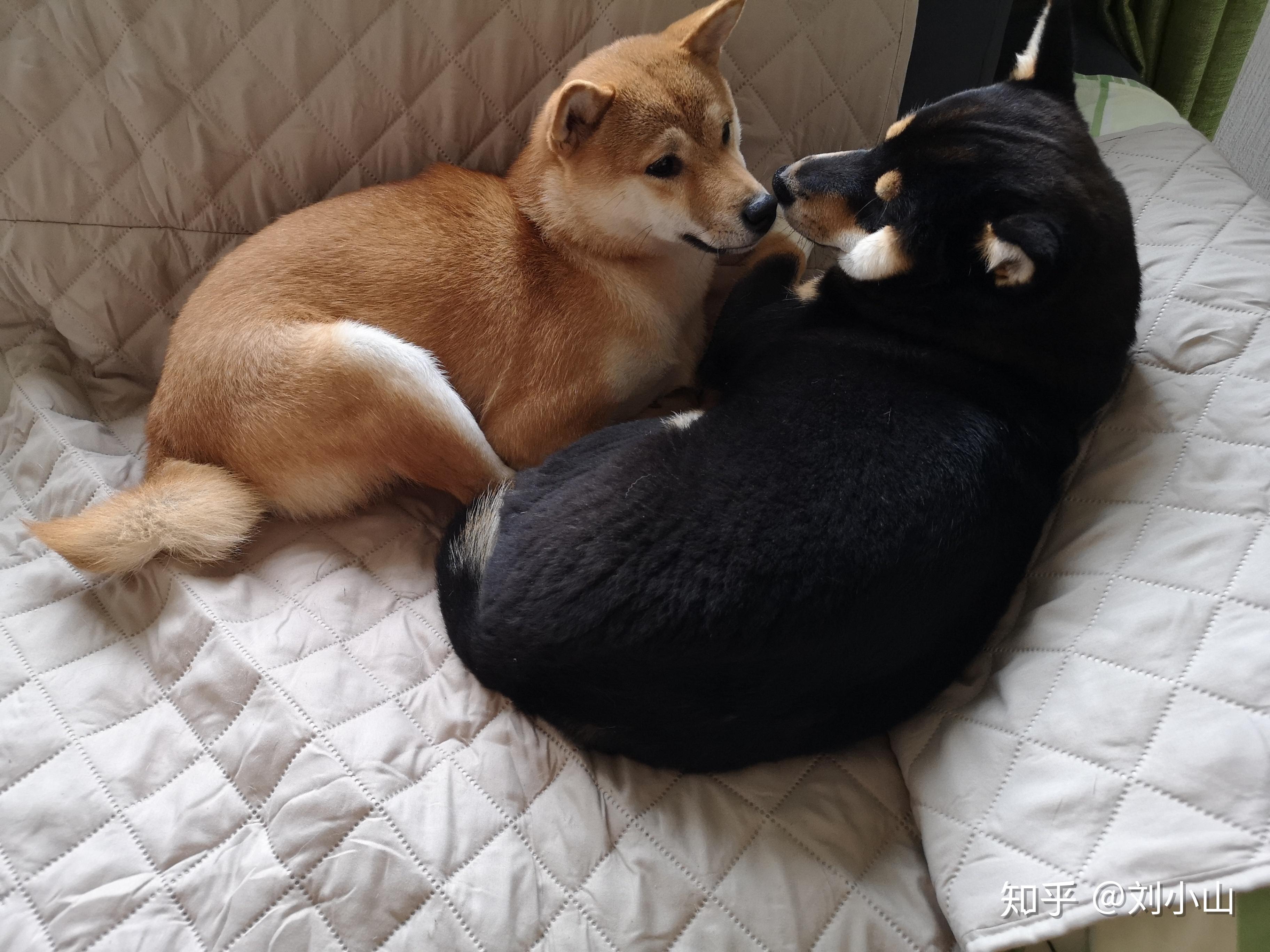 柯基和柴犬哪个好养?