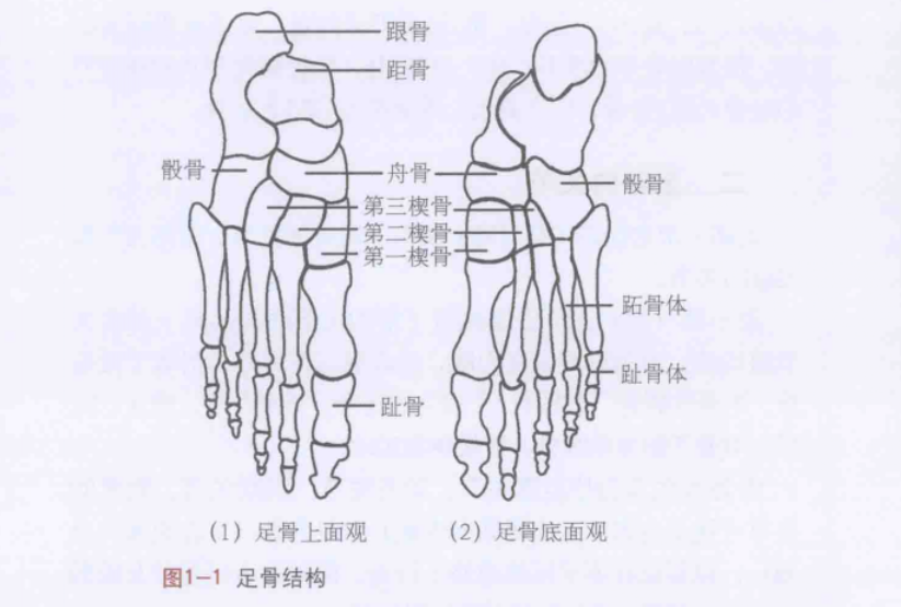 足够科学|足部正常解剖——脚的骨头有哪些? - 知乎