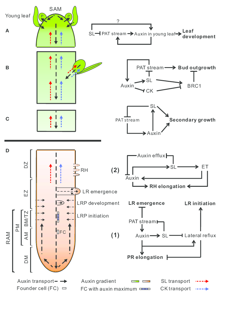 植物激素中只有生长素能够进行极性运输吗