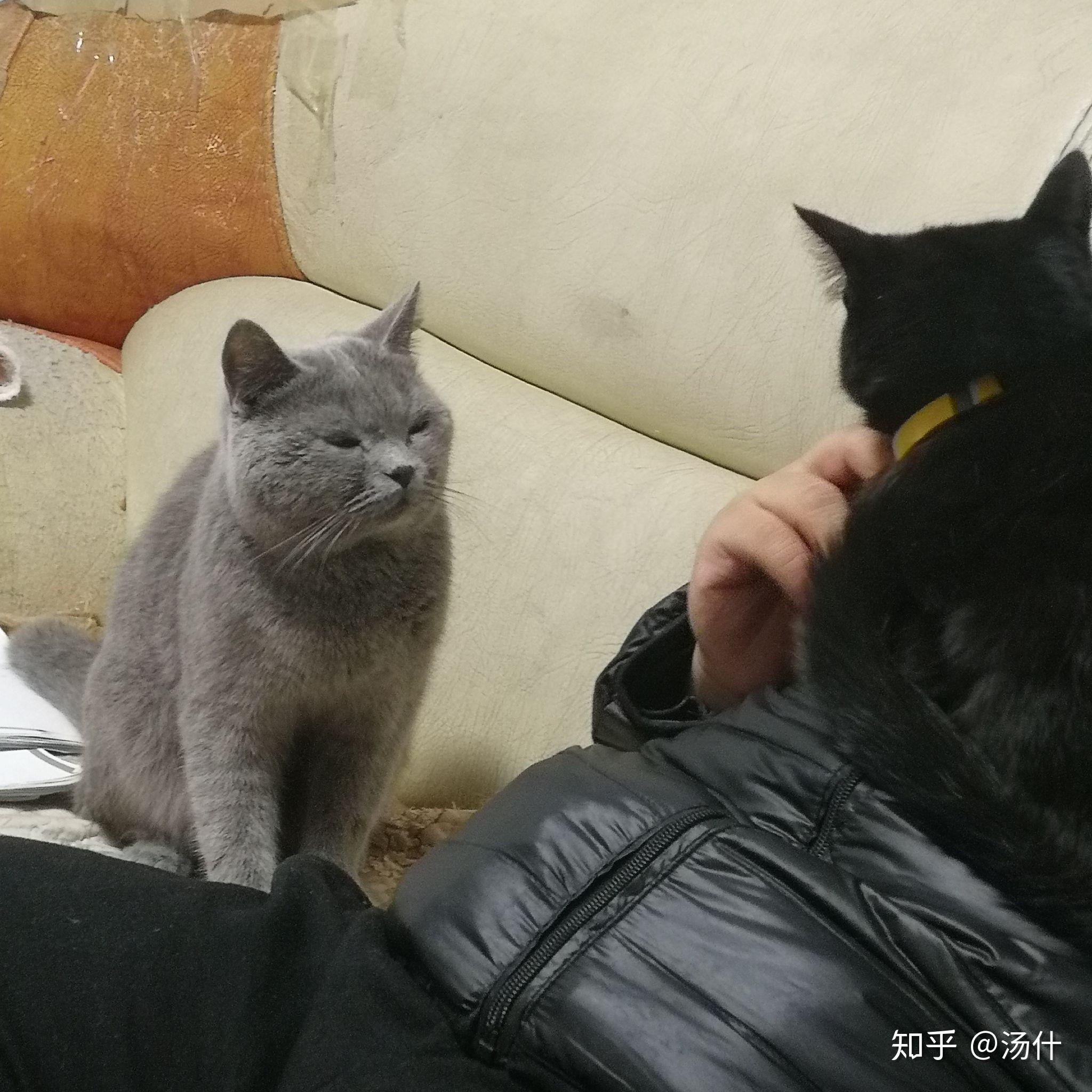 暹罗猫和蓝猫杂交照片图片