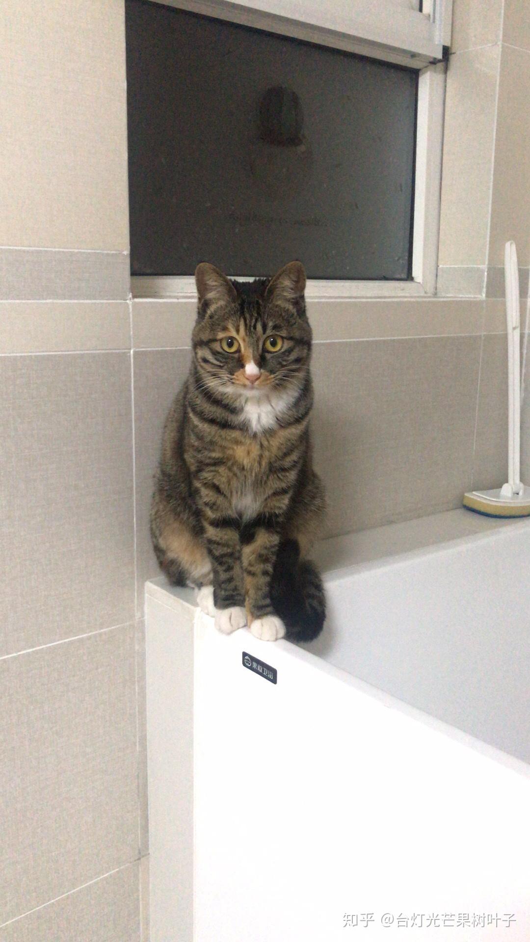 家里养的猫不让抱怎么办?