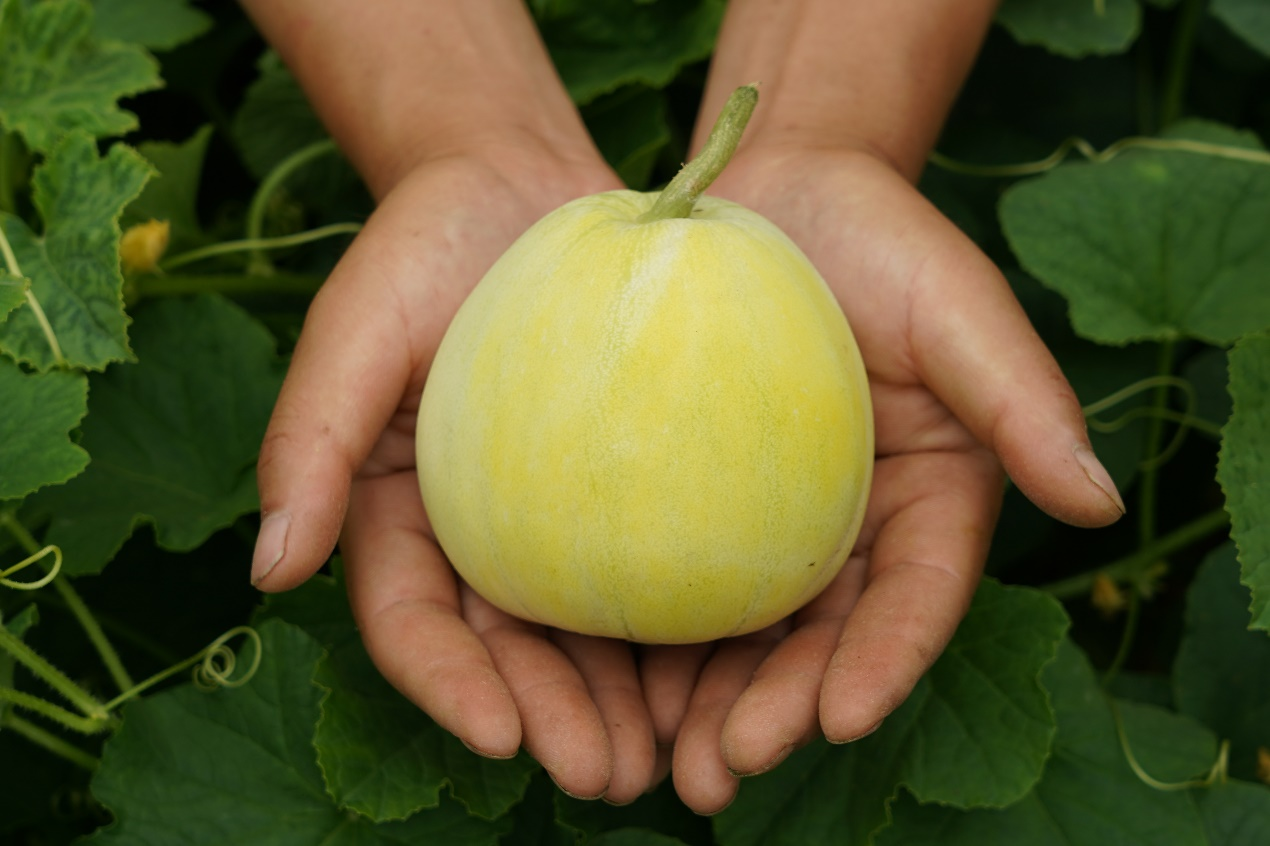 连皮到籽都能吃的冰淇淋小香瓜匠心农人在民间