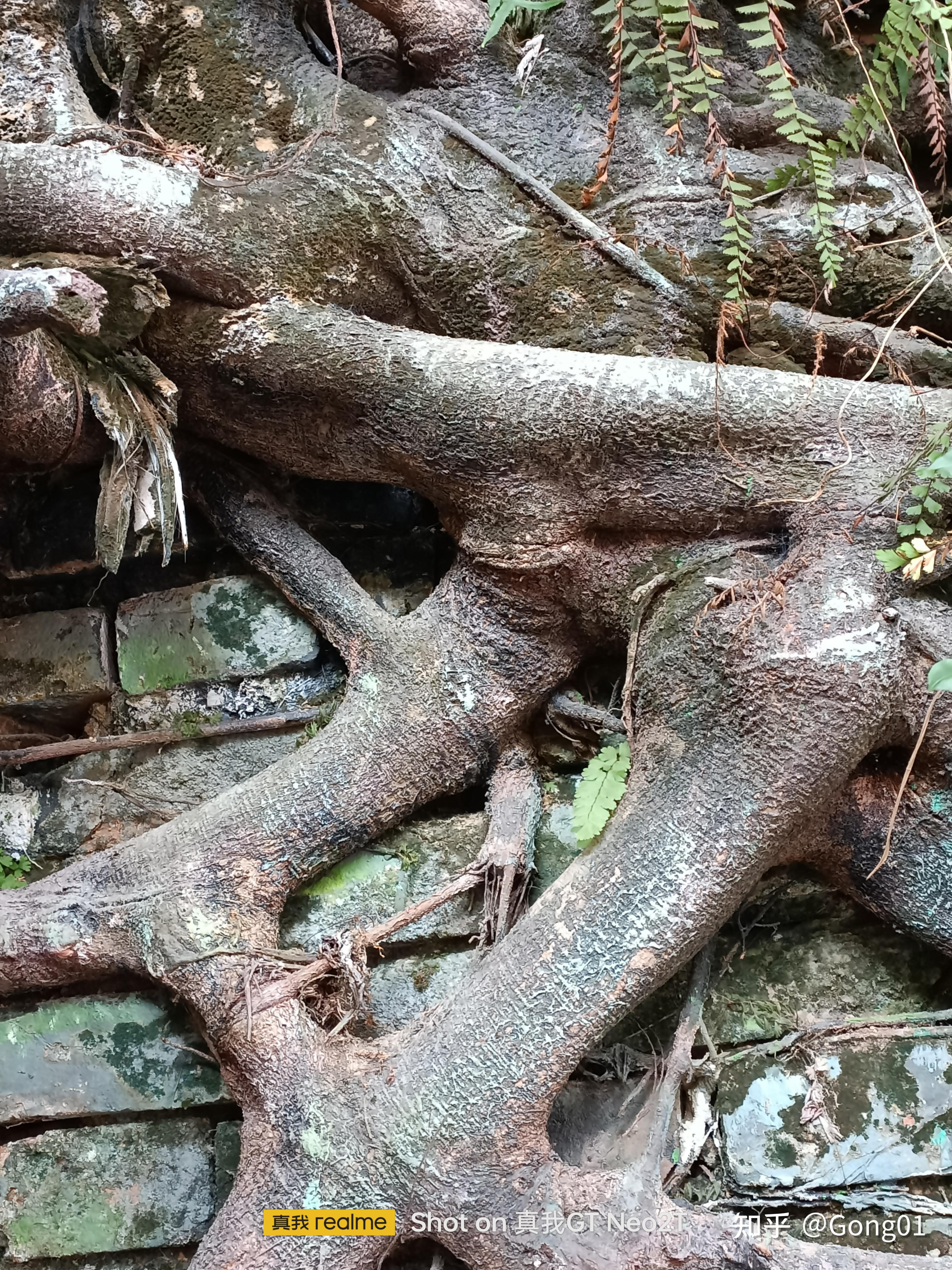 老墙根的老树根