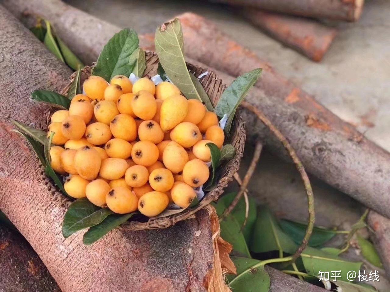 福建云霄高山枇杷