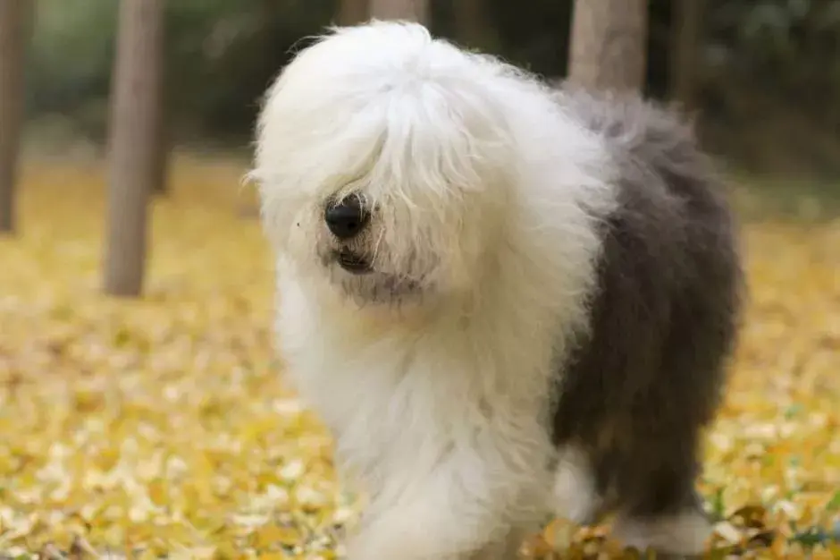 每日一宠古牧犬