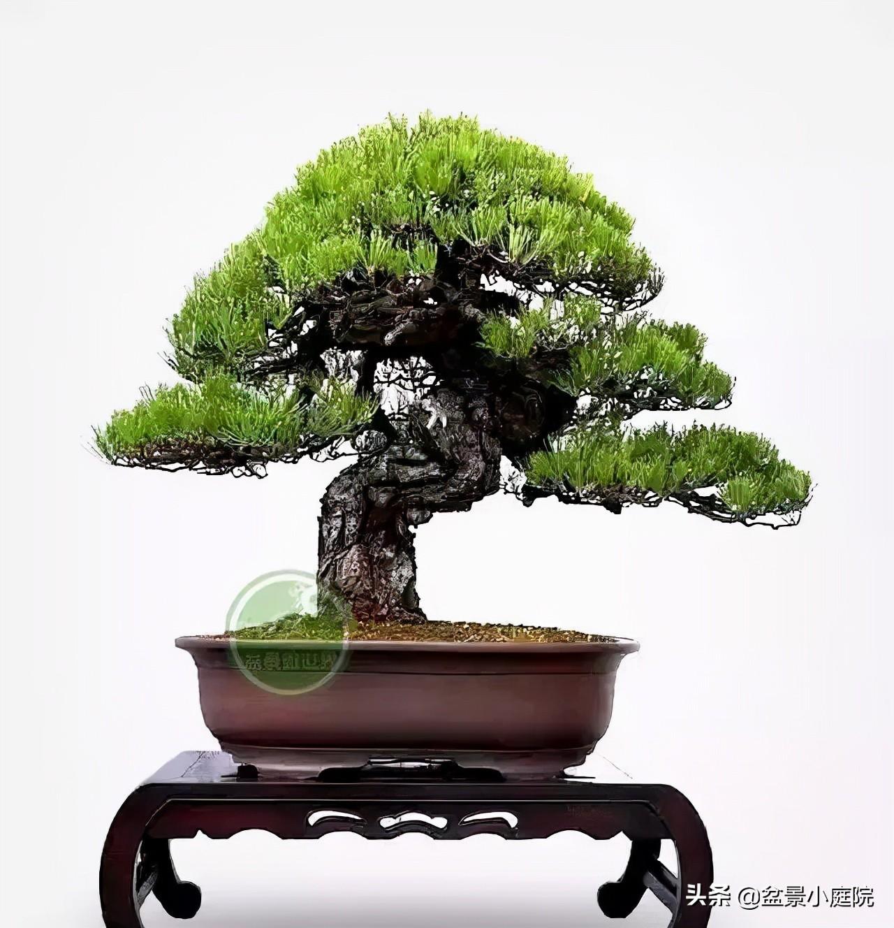 无畏无惧不老松