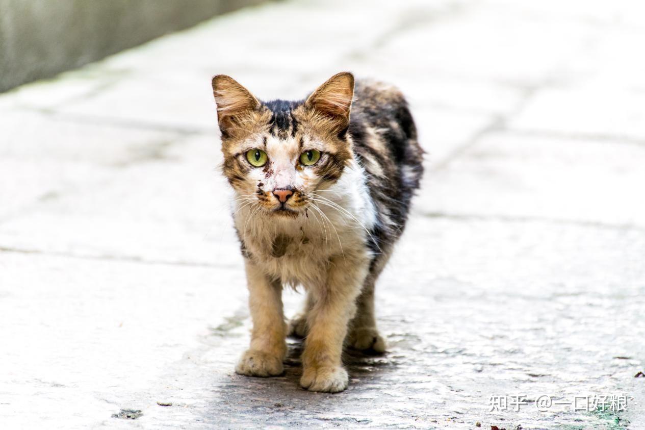 关爱流浪动物弗莱菲中国公益之星访谈
