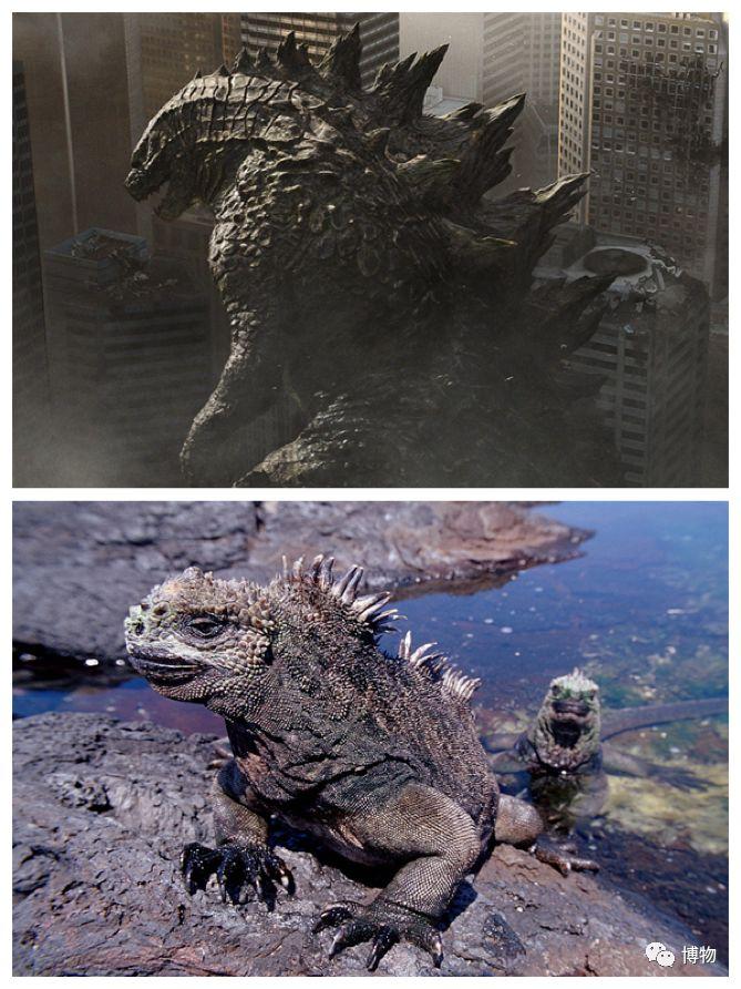 比如东方第一怪兽哥斯拉,就和鬣蜥类的特征非常近似,尤其是肥大的海