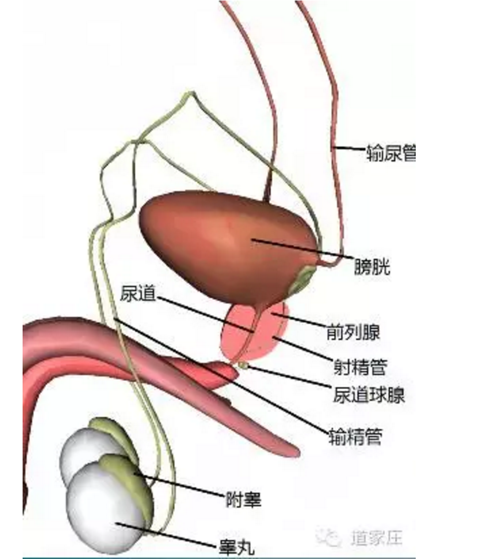 先看看前列腺在什么地方: 前列腺在膀胱的下面,尿道走前列腺里面出来