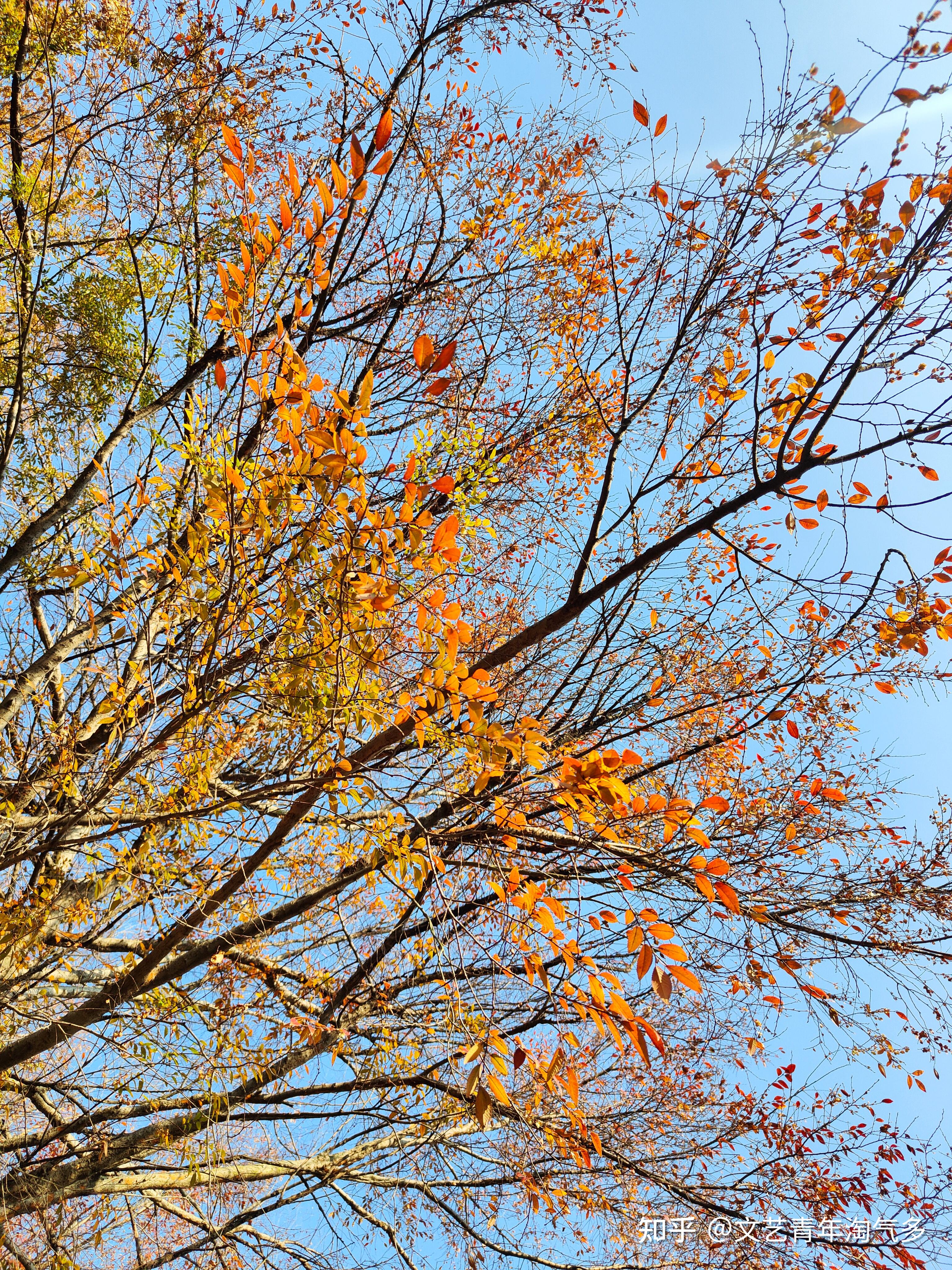 可否分享一些秋天的美景照片