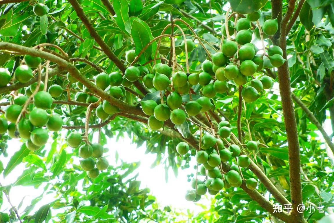 鲍鱼果的营养价值