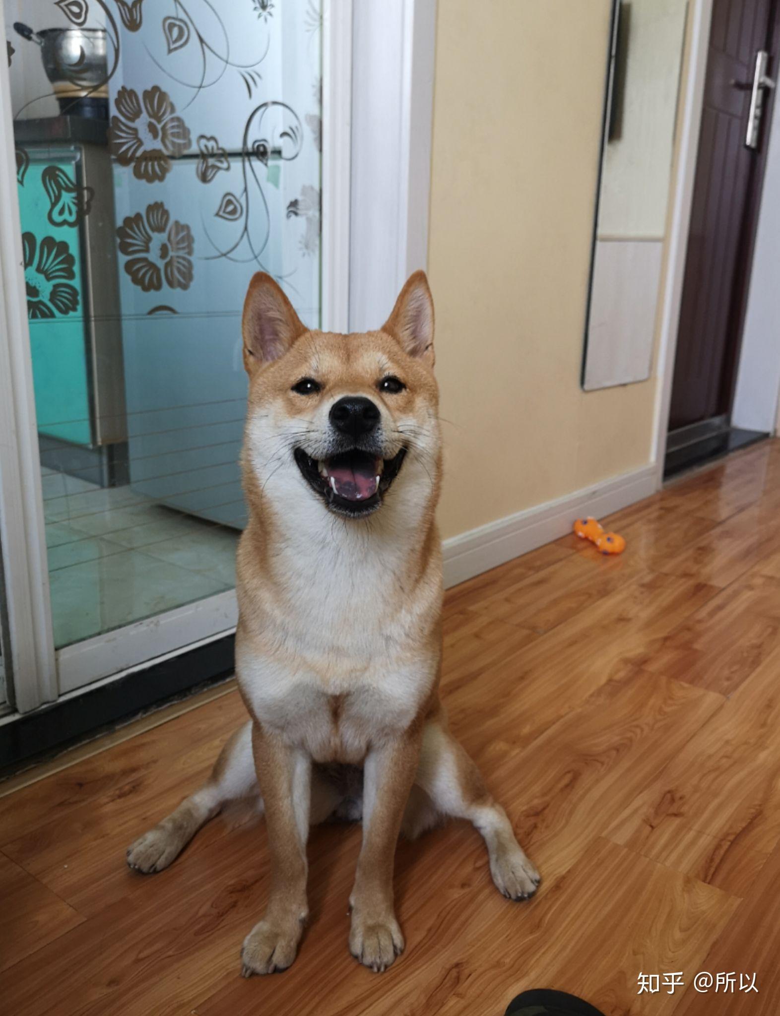 那些被质疑是土狗的柴犬,现在逆袭了吗?