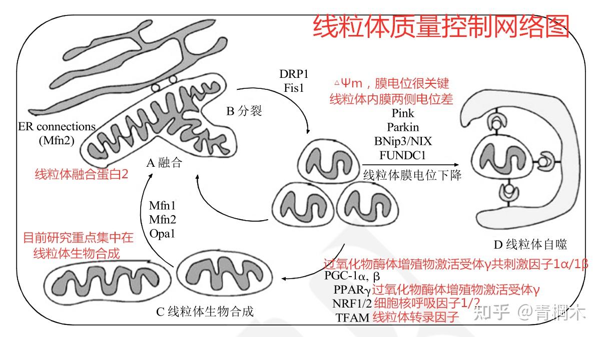 线粒体生物发生的证据(一)