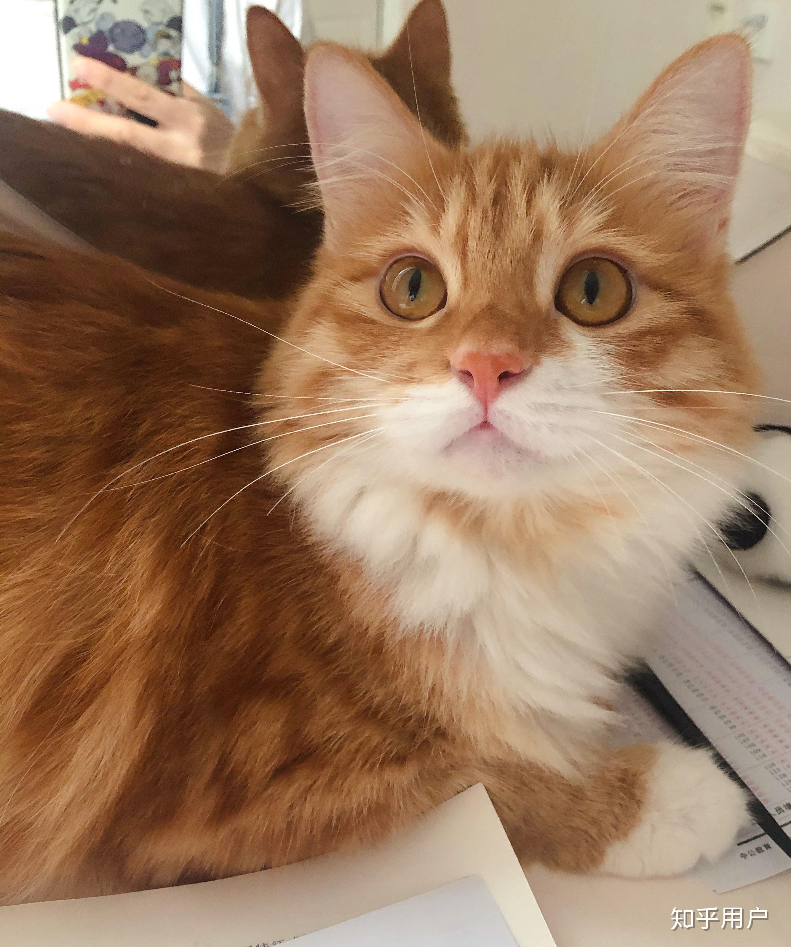 田园橘猫颜值能有多高