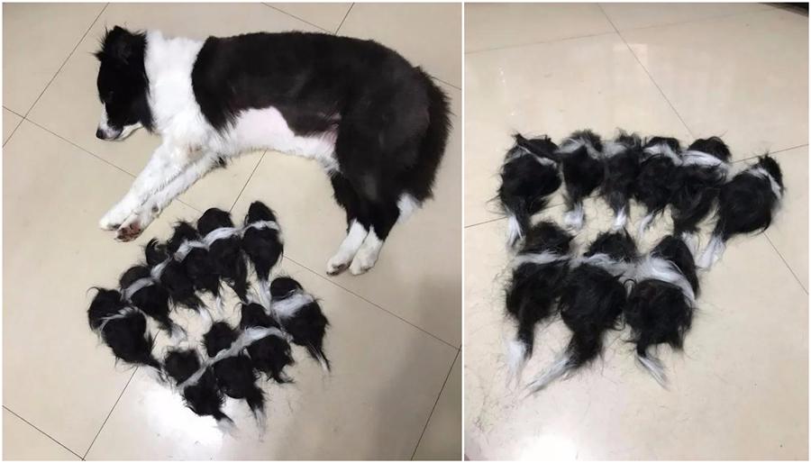 边境牧羊犬剃完毛生出11只狗宝宝 网友发现真相后爆笑 太逼真了 知乎 边境牧羊犬剃完毛生出11只狗宝宝 网友发现真相后爆笑 太逼真了 知乎