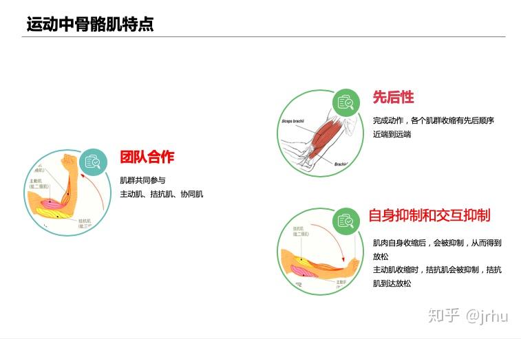 拮抗肌,主动肌,协同肌,固定肌;肌肉收缩有先后顺序,按照一定的程序