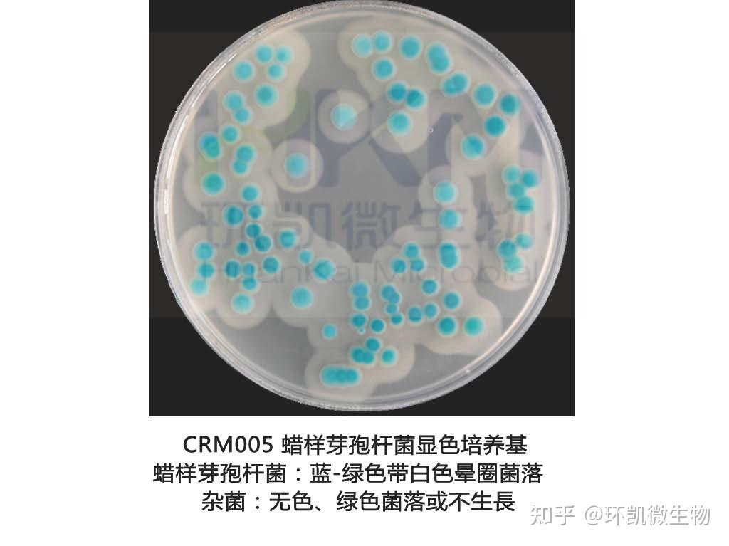 二,蜡样芽孢杆菌的培养特点