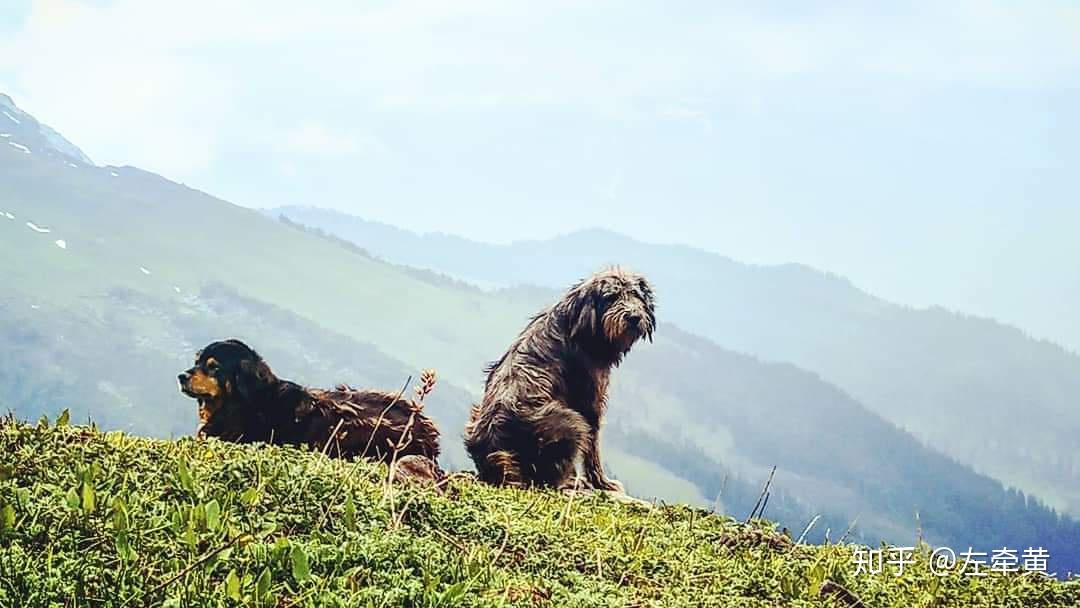 中国原生犬的悲哀，十年呼吁，它们的处境如何？ - 知乎
