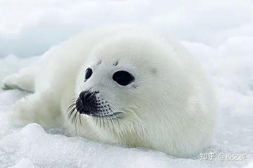 海豹种类图片