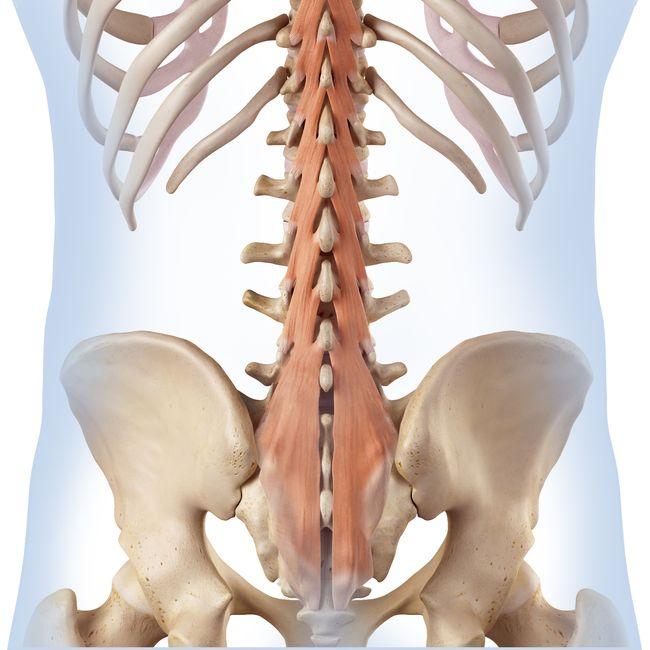 脊柱周围肌肉分布功能