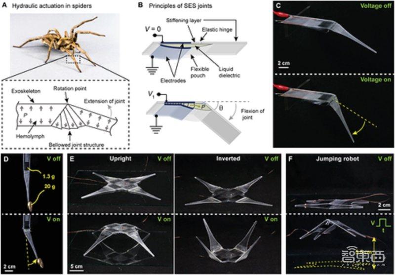 並可以無縫集成到機器人結構中,研究人員研發出了一種蜘蛛啟發式電動