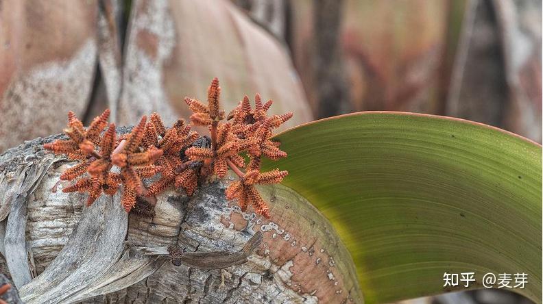 千年寿命百岁兰的自述书