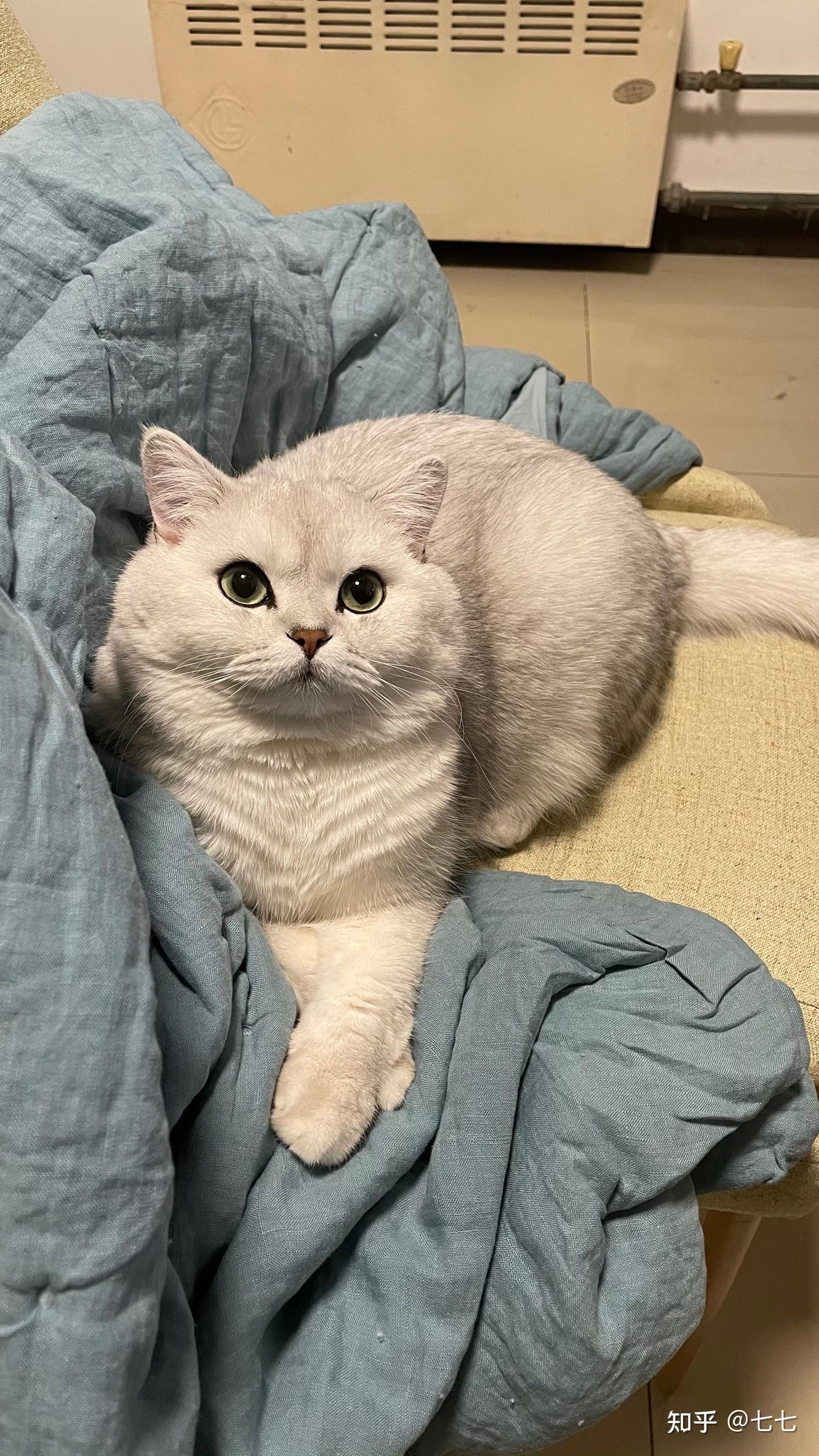 你家的猫咪有多萌?
