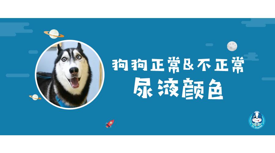 狗狗尿液发黄 带血正常吗 知乎